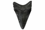 Juvenile Megalodon Tooth - South Carolina #340483-1